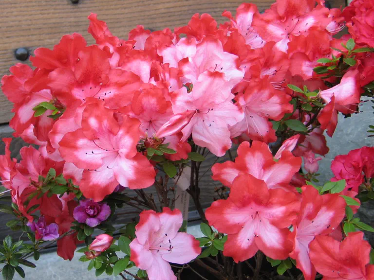 Photo of R. 'Harris Fascination', Evergreen Azalea Hybrid
