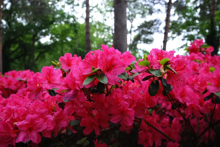 Photo of R. 'Helen Close', Evergreen Azalea Hybrid