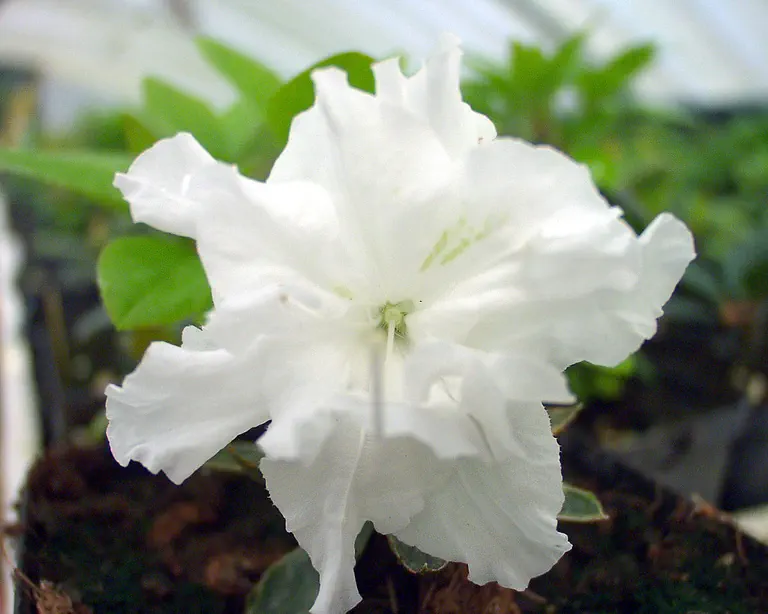 Photo of R. 'Helen Curtis', Evergreen Azalea Hybrid