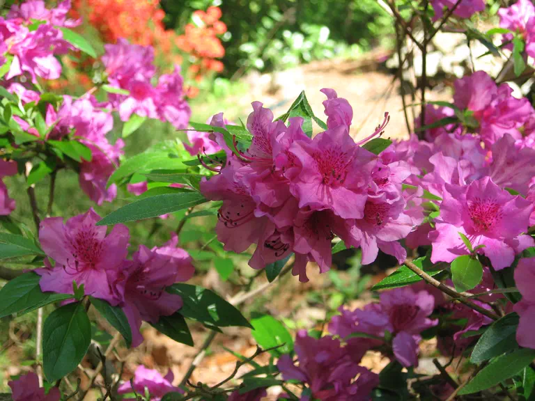 Photo of R. 'Herbert', Evergreen Azalea Hybrid