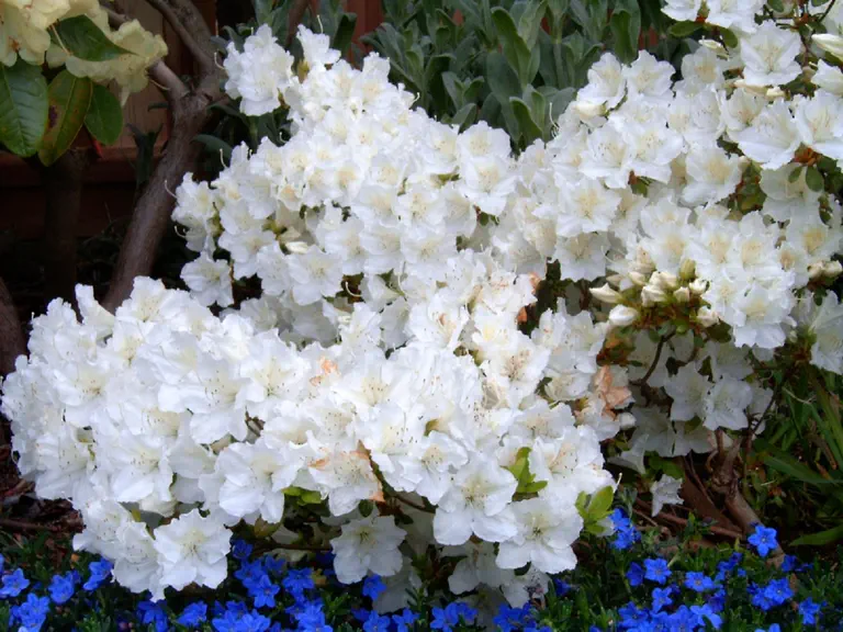 Photo of R. 'Hino-white', Evergreen Azalea Hybrid