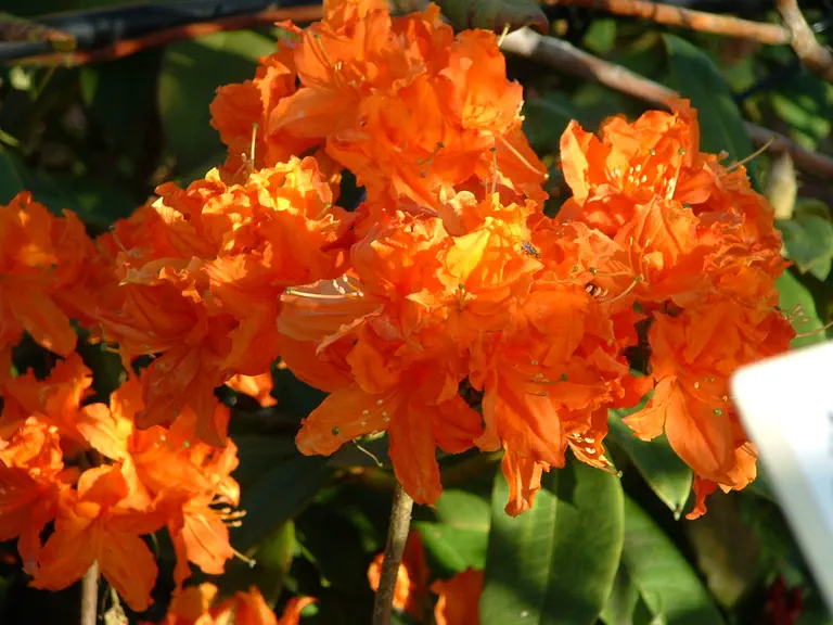 Photo of R. 'Hotspur', Deciduous Azalea Hybrid