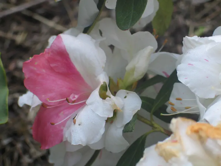 Photo of R. indicum 'Iveryanum', Evergreen Azalea Species Selection