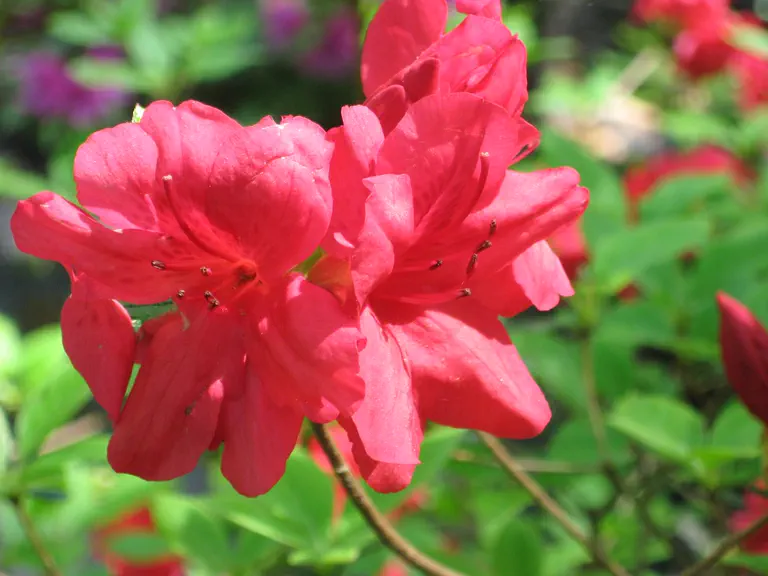 Photo of R. 'James Gable', Evergreen Azalea Hybrid