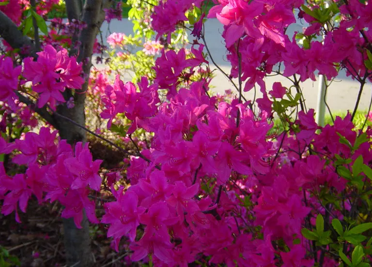 Photo of R. 'Jane Abbott', Deciduous Azalea Hybrid