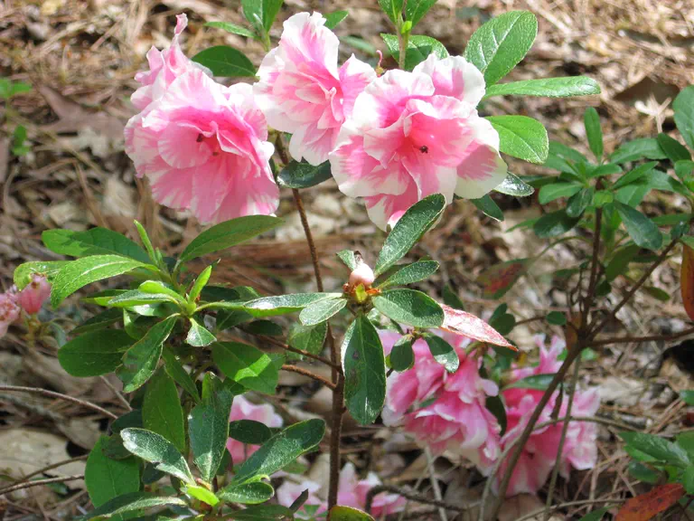 Photo of R. 'Janet Rhea', Evergreen Azalea Hybrid