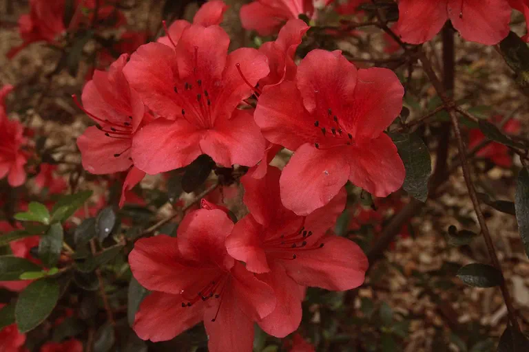 Photo of R. 'Joseph Hill', Evergreen Azalea Hybrid