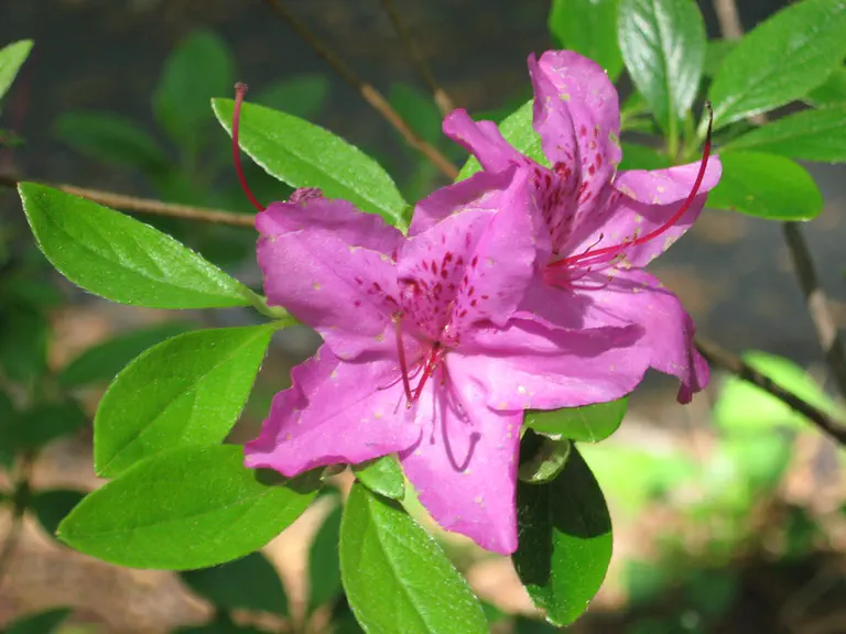 Photo of R. 'Karens', Evergreen Azalea Hybrid