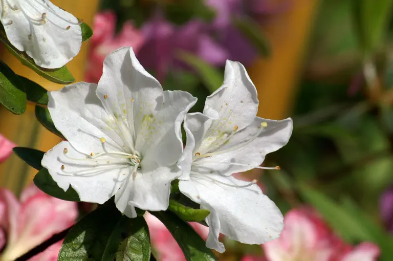 Photo of R. 'Kathy Ann', Evergreen Azalea Hybrid