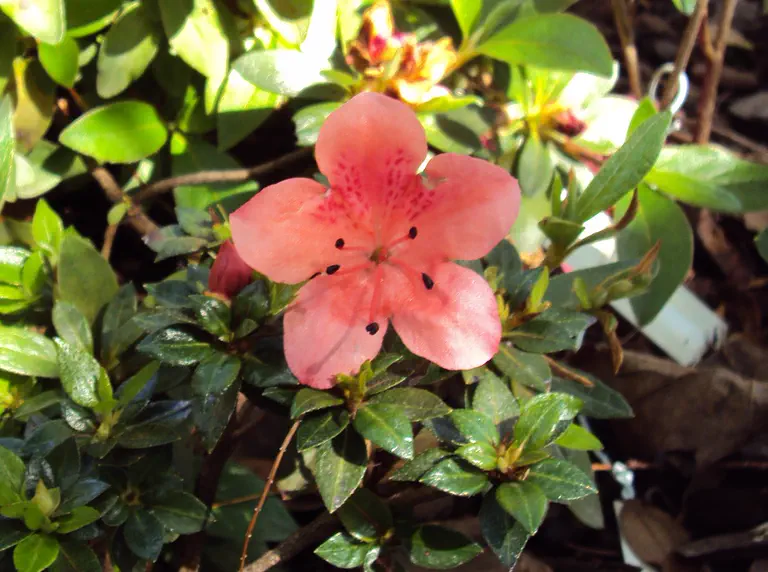 Photo of R. 'Kazan', Evergreen Azalea Hybrid