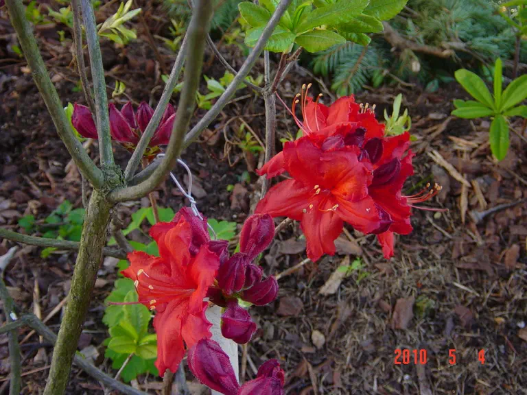 Photo of R. 'King's Red', Deciduous Azalea Hybrid