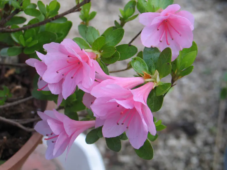 Photo of R. 'Kirin', Evergreen Azalea Hybrid