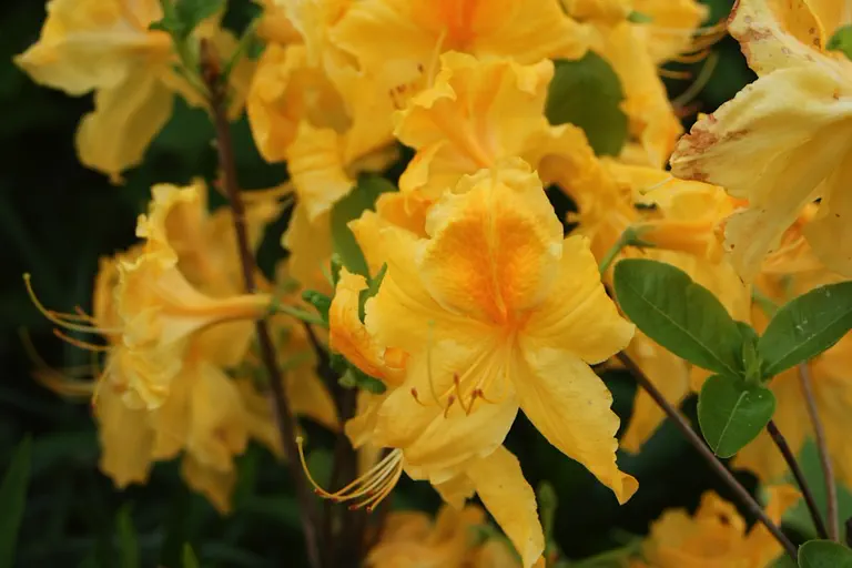 Photo of R. 'Klondyke', Deciduous Azalea Hybrid