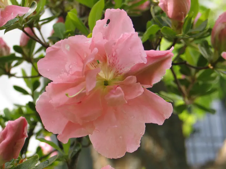 Photo of R. 'Laura Morland', Evergreen Azalea Hybrid