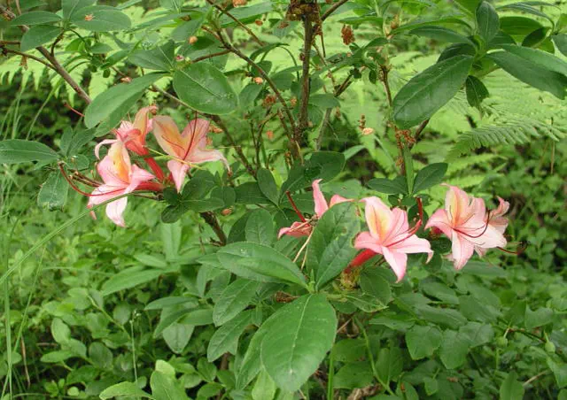 Photo of R. 'Lollipop', Deciduous Azalea Hybrid