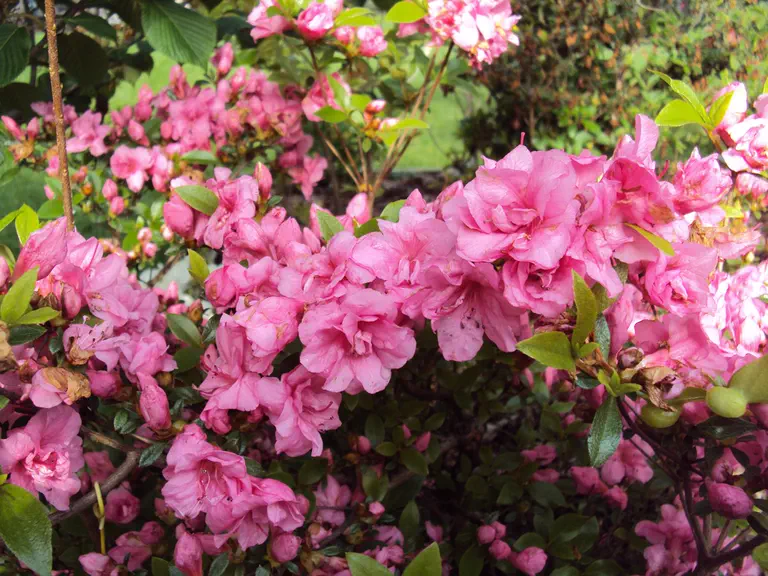 Photo of R. 'Lorna', Evergreen Azalea Hybrid