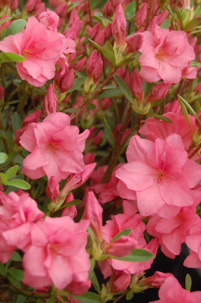 Photo of R. 'Louise Gable', Evergreen Azalea Hybrid