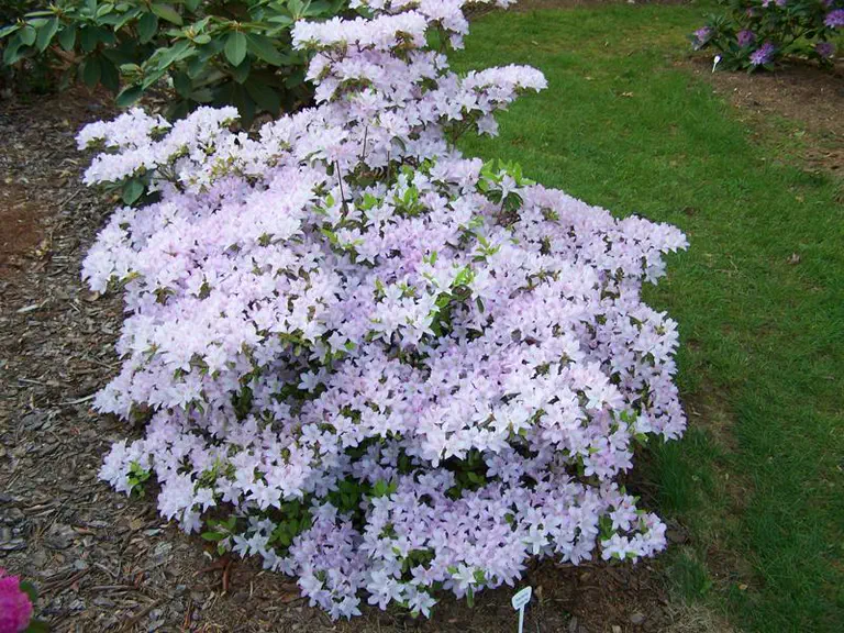 Photo of R. 'Madame Butterfly', Evergreen Azalea Hybrid