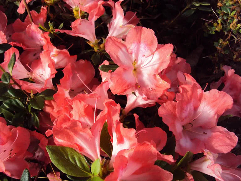 Photo of R. 'Margaret Douglas', Evergreen Azalea Hybrid