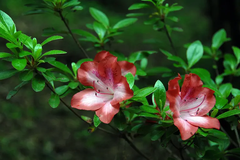 Photo of R. 'Marian Lee', Evergreen Azalea Hybrid