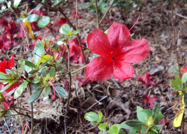Photo of R. 'Midnight Flare', Evergreen Azalea Hybrid