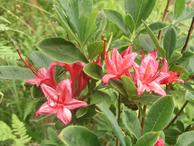 Photo of R. 'Millennium', Deciduous Azalea Hybrid