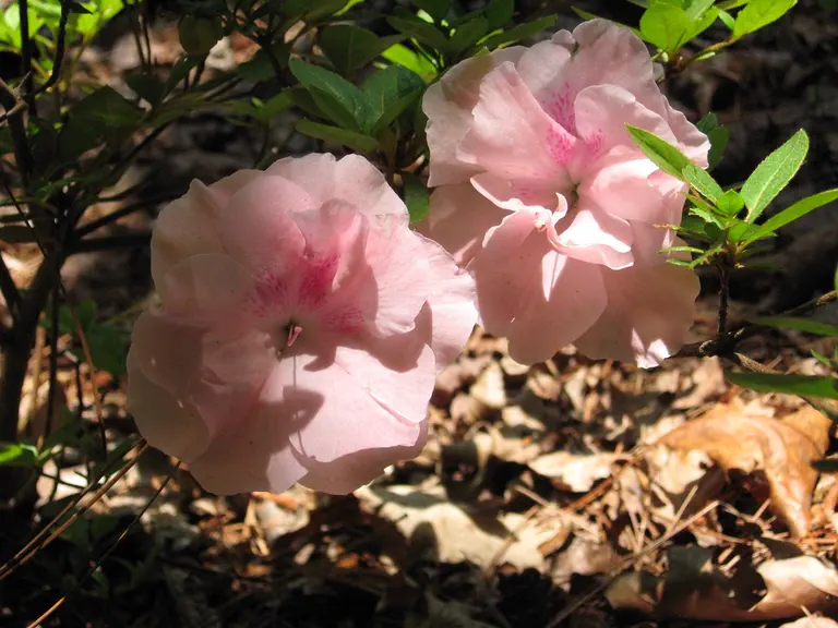 Photo of R. 'Nancy of Robinhill', Evergreen Azalea Hybrid