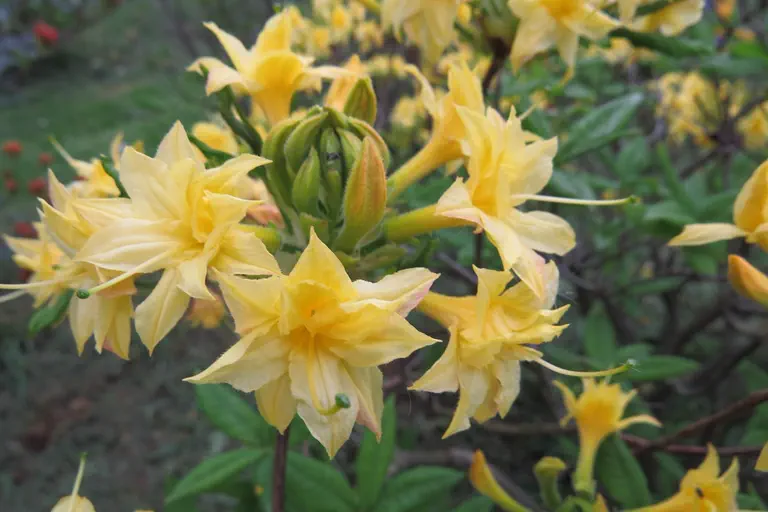 Photo of R. 'Narcissiflorum', Deciduous Azalea Hybrid