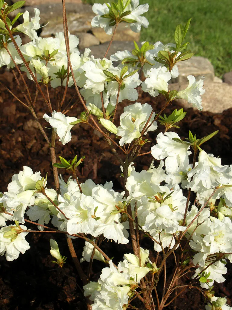 Photo of R. 'Olga Niblett', Evergreen Azalea Hybrid