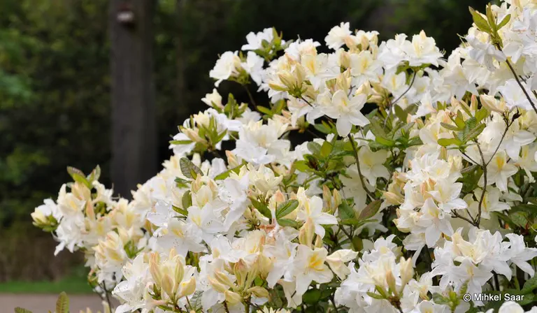 Photo of R. 'Oxydol', Deciduous Azalea Hybrid