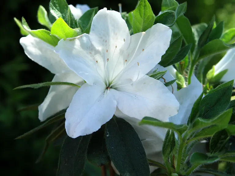 Photo of R. 'Panda', Evergreen Azalea Hybrid