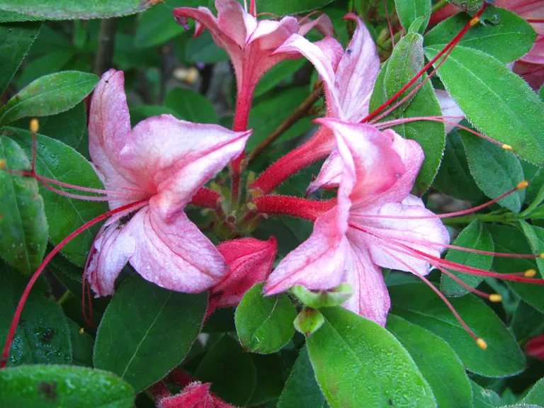 Photo of R. 'Pink and Sweet', Deciduous Azalea Hybrid