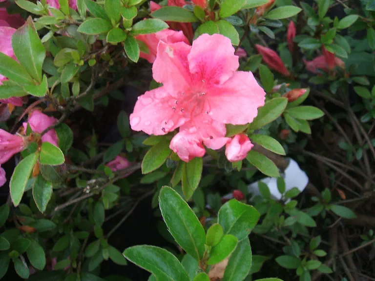 Photo of R. 'Pink Pancake', Evergreen Azalea Hybrid