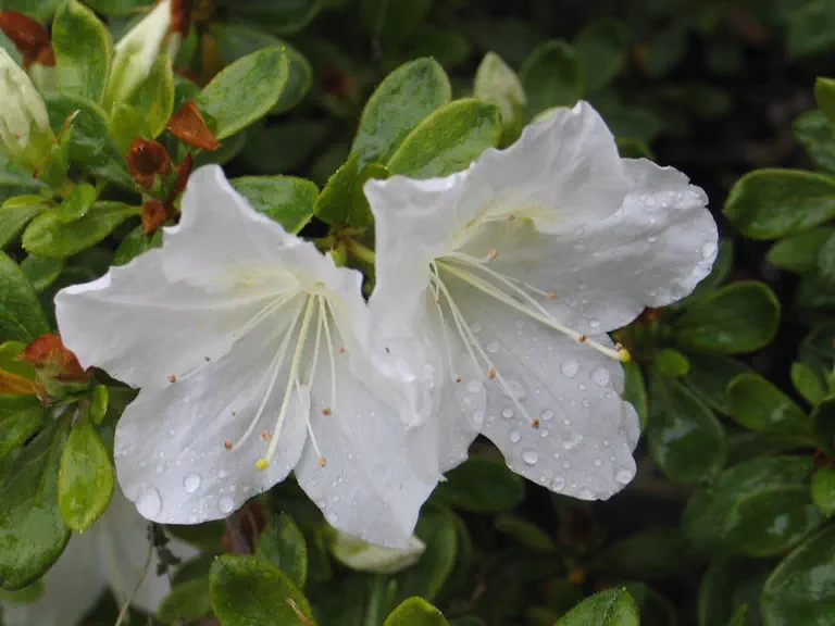 Photo of R. 'Pleasant White', Evergreen Azalea Hybrid