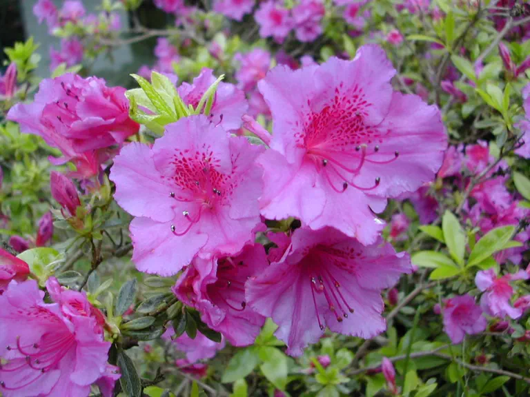 Photo of R. 'Purple Splendor', Evergreen Azalea Hybrid