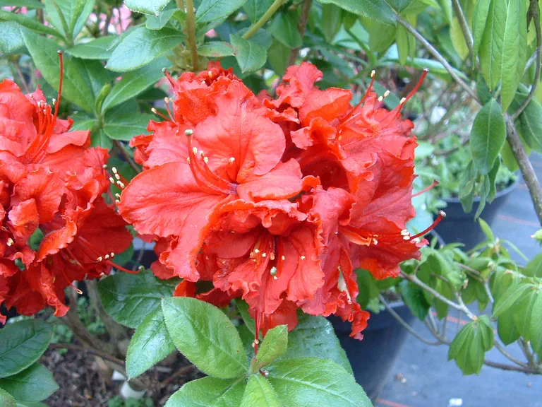 Photo of R. 'Red Sunset', Azalea Hybrid