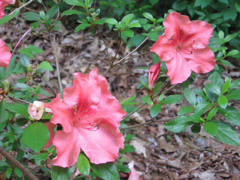 Photo of R. 'Robin Hill Gillie', Evergreen Azalea Hybrid