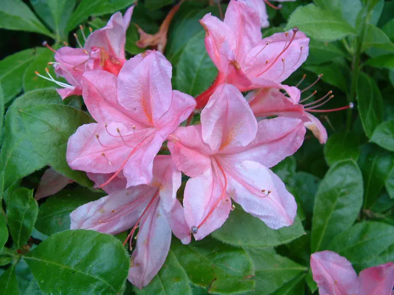 Photo of R. 'Rosata', Deciduous Azalea Hybrid
