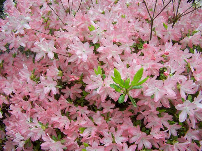 Photo of R. 'Ruth May', Evergreen Azalea Hybrid