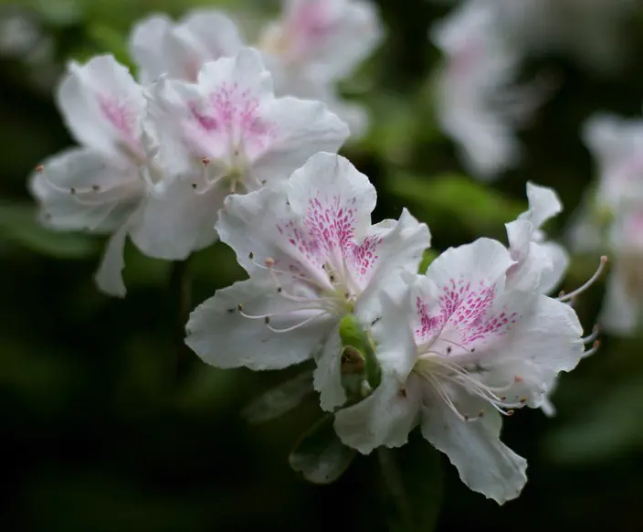 Photo of R. 'Sekidera', Evergreen Azalea Hybrid