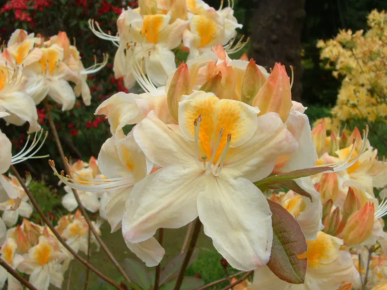 Photo of R. 'Silver Slipper', Deciduous Azalea Hybrid
