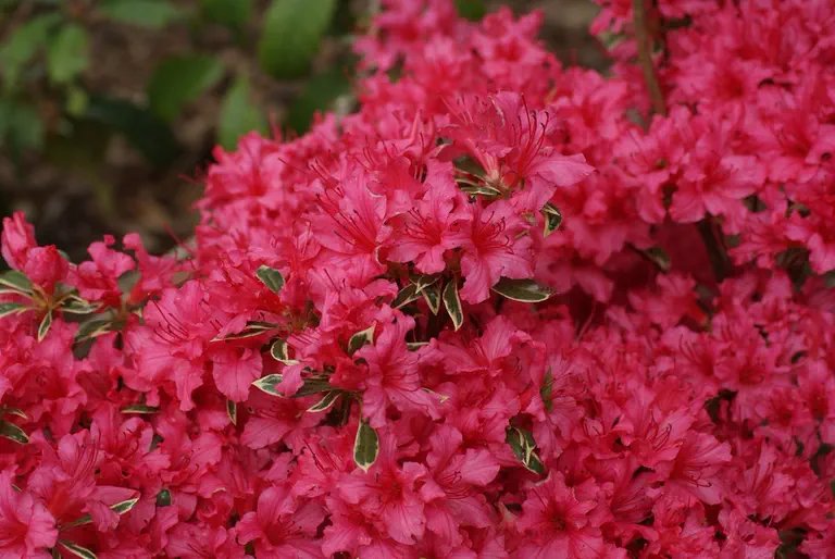 Photo of R. 'Silver Sword', Evergreen Azalea Hybrid