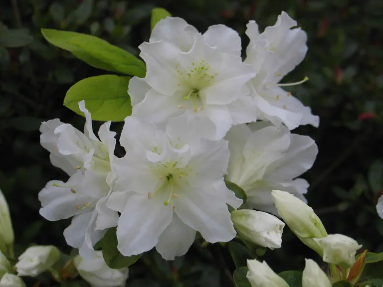 Photo of R. 'Snow', Evergreen Azalea Hybrid