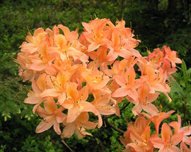 Photo of R. 'Spicy Lights', Deciduous Azalea Hybrid
