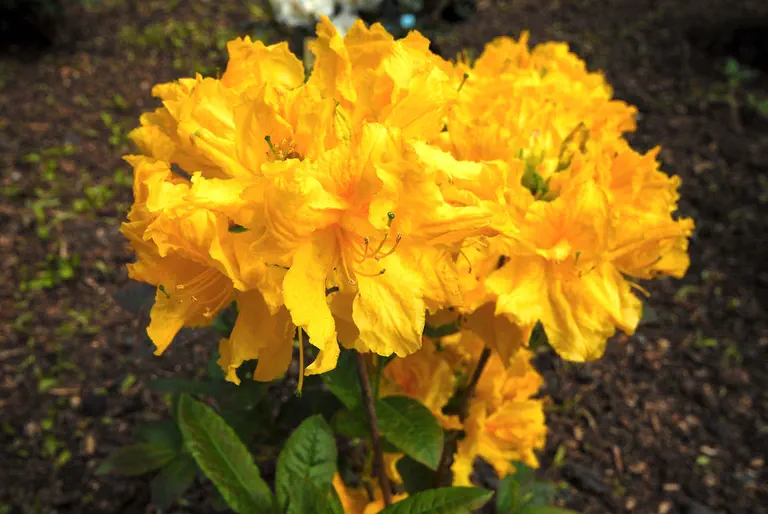 Photo of R. 'Sun Chariot', Deciduous Azalea Hybrid