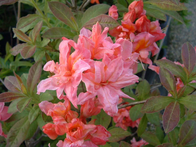 Photo of R. 'Sunset Pink', Deciduous Azalea Hybrid