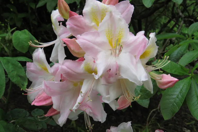 Photo of R. 'Sylphides', Deciduous Azalea Hybrid