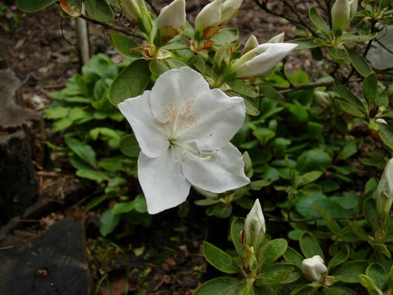 Photo of R. 'Treasure', Evergreen Azalea Hybrid