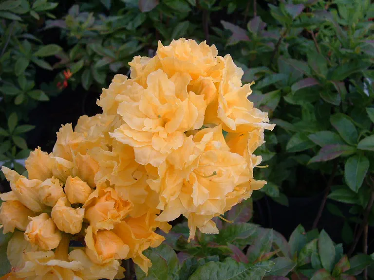 Photo of R. 'Umpqua Queen', Deciduous Azalea Hybrid