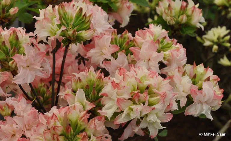 Photo of R. 'Vinecourt Jester', Deciduous Azalea Hybrid